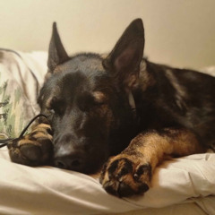 Better. Vibes. Now. (sleepy Bobi approved)