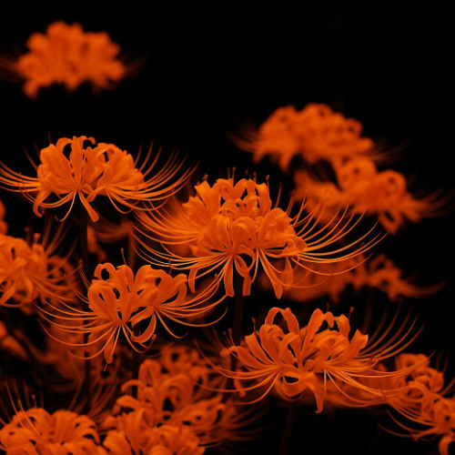 lily 2