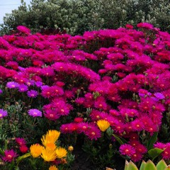 Sample-Audio-File.m4r