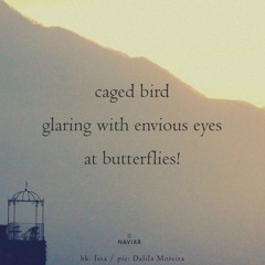 haiku #594: caged bird / glaring with envious eyes / at butterflies!