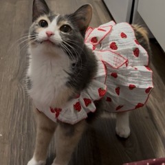 halloween ~ siouxsie and the banshees ♡𝖘𝖑𝖔𝖜𝖊𝖉 & 𝖗𝖊𝖛𝖊𝖗𝖇⁠♡