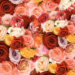*+ YELLOW ROSES +* w// NEVI