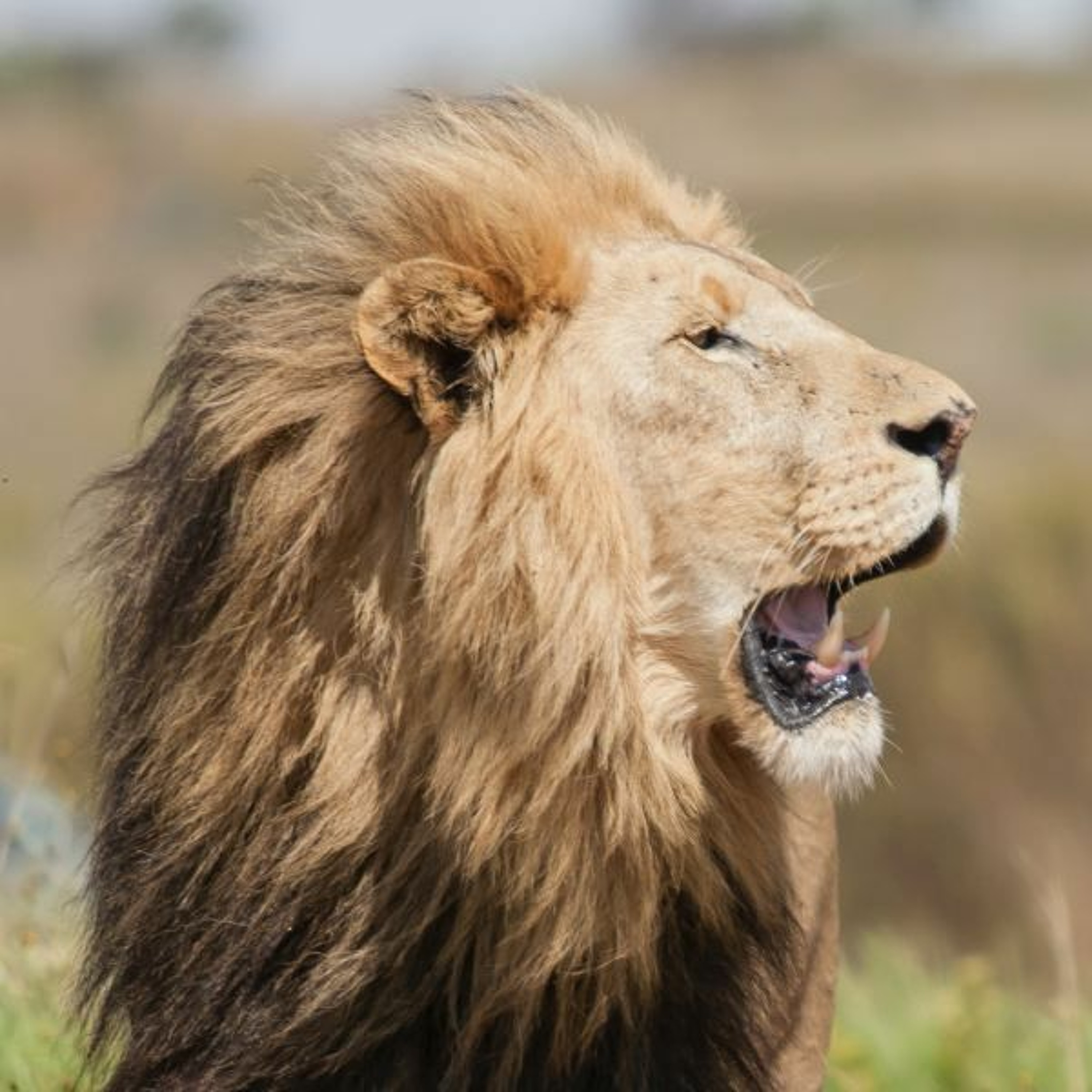 Aslan's Strength episode artwork