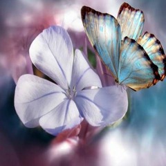 fly together (romeo)