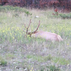 Farmer On A Hillside Mixdown 1