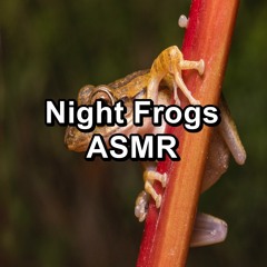 Forest Frogs Marsh