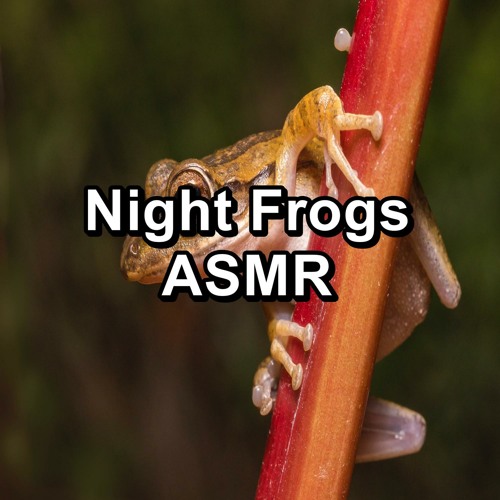 Forest Frogs Marsh