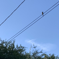 I Wait For You - Alex G Cover