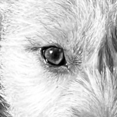 Chimera