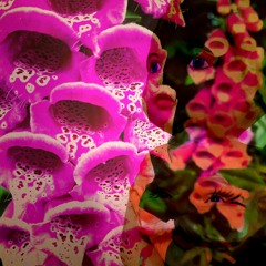 tradition - i know you're soft