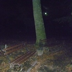 orpheus and eurydice