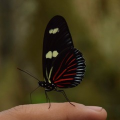 how did the war end?