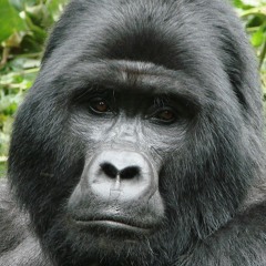 woke up with a gorilla dick