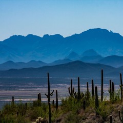 Invasive Species of the Sonoran Desert (II)