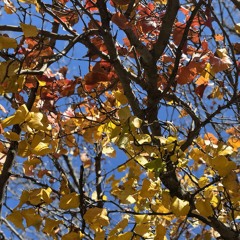 I was telling the trees ft. OGKLeechy