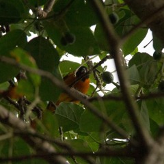 Avistamiento de aves en la ciudad