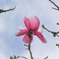 Rocco Saviano, Henrik Meierkord & Marco Lucchi - Magnolia [Naviar Haiku # 360]