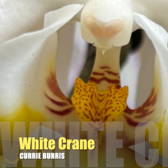 White Crane