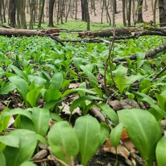 Frissítő, energetizáló zene by Medvehagyma