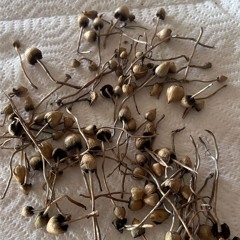 How much I like mushrooms