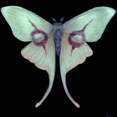 xxanteria — STARSTRUCK