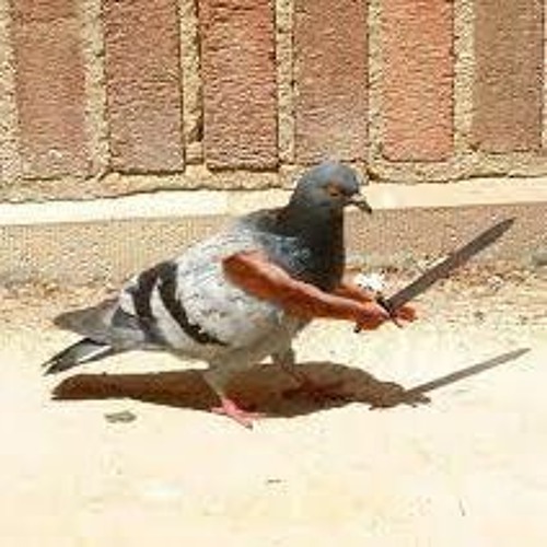 Pedestrain Vs Piegon