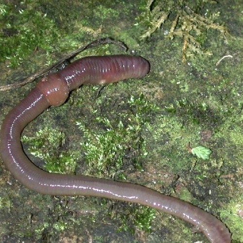 A silly song about worms