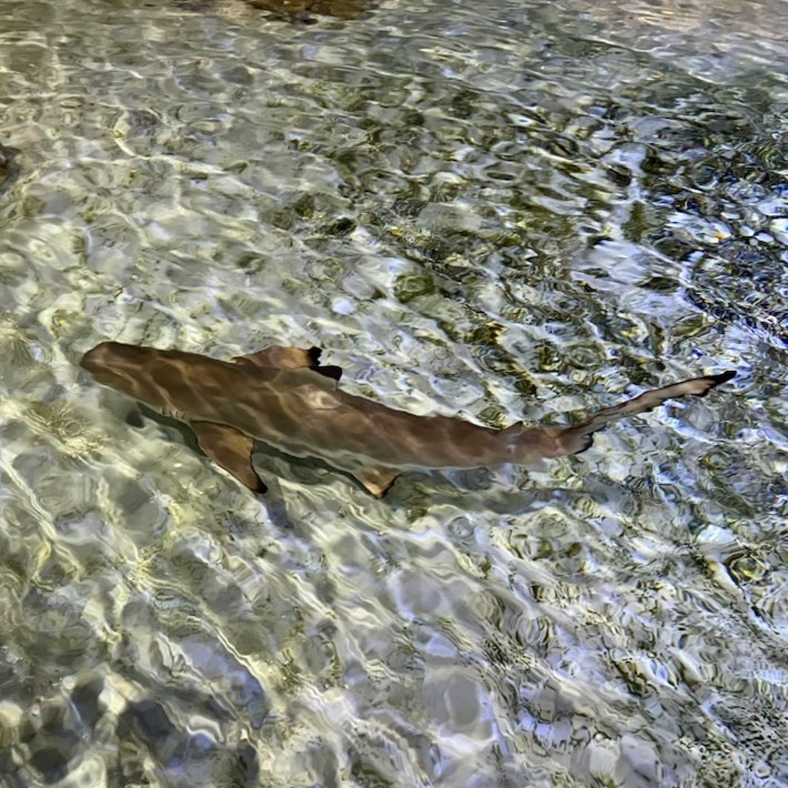 Shark Week is coming to the East Idaho Aquarium