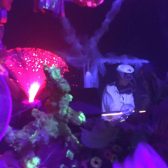 Karneval der Kollektive 24