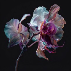 Orchids
