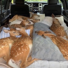 Deer park - Parasite in my passenger seat