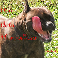 Una Vida Maravillosa