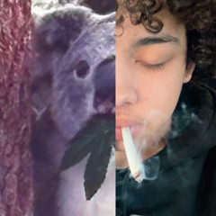 sean - koala beamer spinnin (monet)