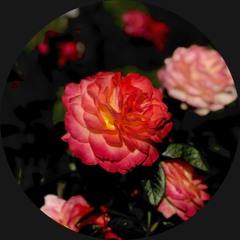 CODECAST X - Eloim - In Bloom