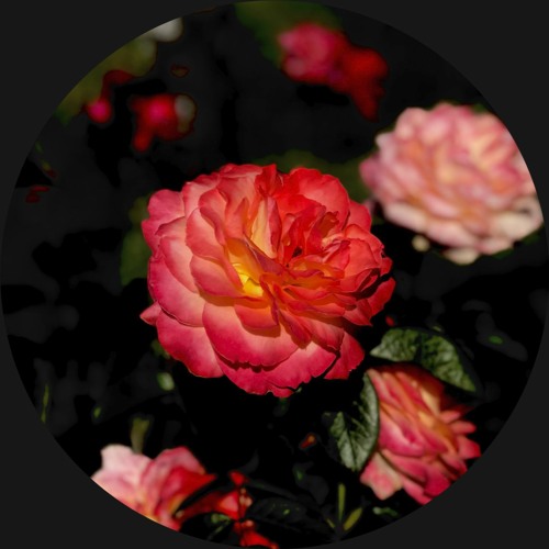 CODECAST X - Eloim - In Bloom