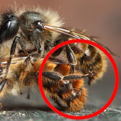 killthebee