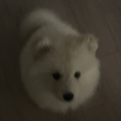 마약 탐지견 두찌 (Jun Live Vol.2)