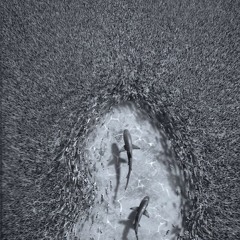 🏊🏽