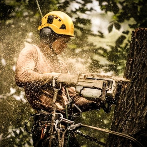 Arborist Man