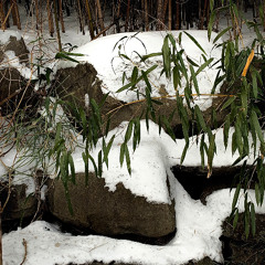 Sasa Buki, Bamboo Leaf Song