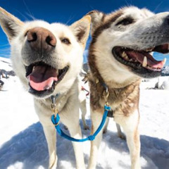 Best Summer Glacier Dogsledding Tour From Girdwood Tours Review