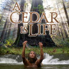 "A Cedar Is Life" from the Leo Award Nominated Documentary Film, "A Cedar Is Life".
