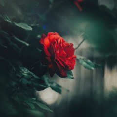 S. Carey - Rose Petals (Slowed and Blurred)