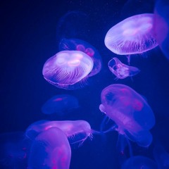 NIGHT DIVIN' w/ Balearic Erik