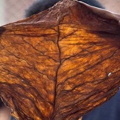 Fronto Leaf