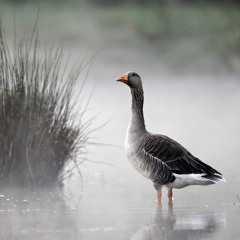 Anser anser greylag goose call