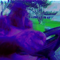 Monkeys Driving On Salvia