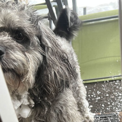 Blacklight Badminton - Gossip Eater (ft. GVRB)