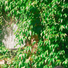 ivy scotland 2035 // snakeskin