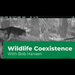 Wolf Tales From Cortes Island